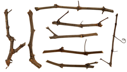 Set of pruned vine shoots. Vine shoots cut and isolated. Pruning branches.