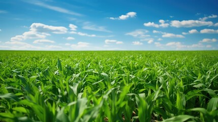 Fototapeta premium ing growth crop farm