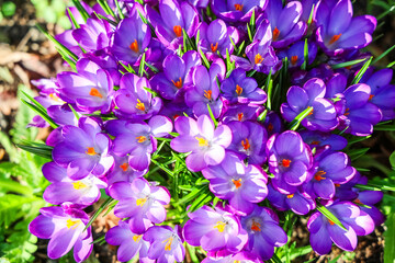 Purple crocus flowers blooming in spring garden