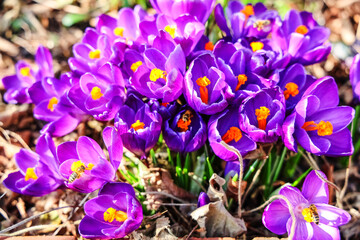 Bees pollinating vibrant purple crocus flowers in spring garden