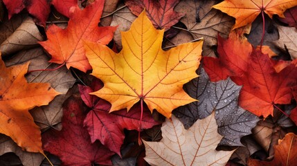 Fototapeta premium forest tree leaf