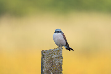 Red-backed shrike in its natural habitat