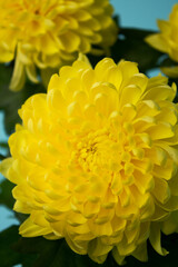 Yellow chrysanthemums on a blue background. Spring flowers. Flower pot