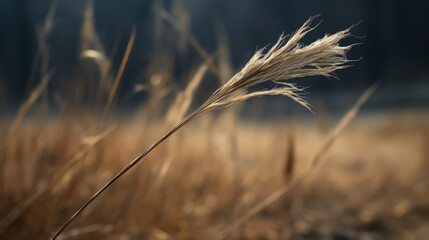 Fototapeta premium lifeless dead grass texture