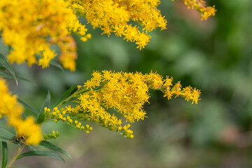 Bright goldenrod flowers bloom in a vibrant yellow hue, standing out against a lush green background. Their delicate clustered petals attract pollinators, thriving in a natural meadow setting