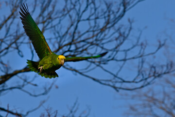 Green parrot flies through a park. Yellow-Headed Amazon in Stuttgart.