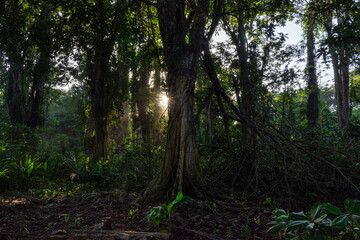 Sunlight Filtering Through the Rainforest Near Puerto Viejo de Talamanca, Costa Rica