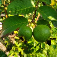 green guava's on a tree