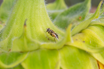 A small hoverfly rests on the green sepals of a sunflower. Its delicate wings and striped body...