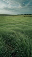 Lush green grass waves gently in a serene landscape under a cloudy sky.