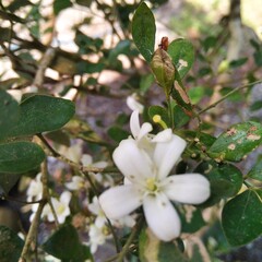 apple tree blossom
