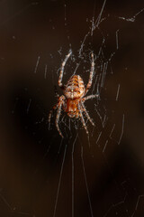 Spider on a web on a green background macro photography. European garden spider waiting for prey close-up photo.	
