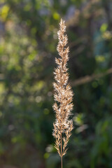 The spikelet blooms in the sunlight on a summer day. Dry blade of grass macro photography in summer.	
