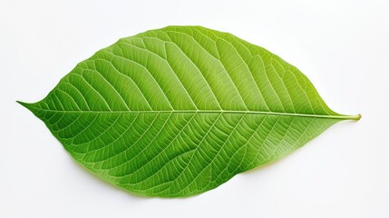 Obraz premium fresh leaf white background
