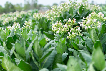 Tobacco harvesting from a rural farm, lush green nature, close-up green rice fields, see sustainable agricultural practices.