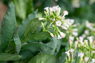 Tobacco harvesting from a rural farm, lush green nature, close-up green rice fields, see sustainable agricultural practices.