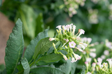 flowering tobacco ,Green common tobacco on strong stems. Is herbal insect repellent. Harmful to the health of people. Available in all regions of the world.	
