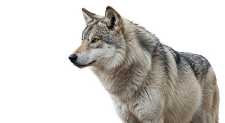 Fototapeta premium Standing Wolf Portrait with Intense Gaze and Fur Detail Against White