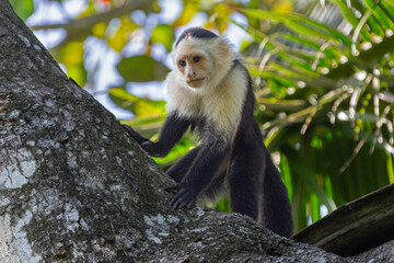 White-faced Capuchin monkey in tropical forest