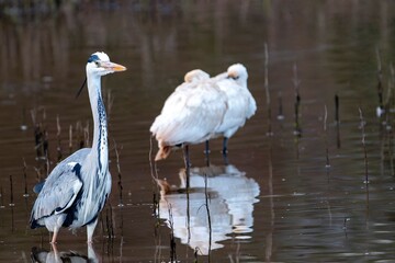 Fototapeta premium Gray Heron in the river watching to fish.