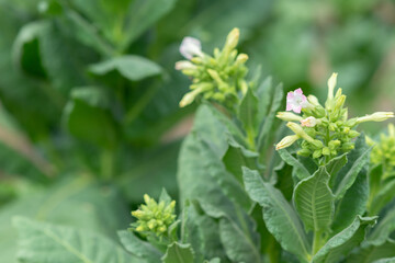 Tobacco harvesting from a rural farm, lush green nature, close-up green rice fields, see sustainable agricultural practices.