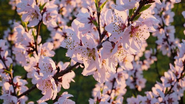 Delicate peach tree blossoms unfolding, bathing in warm sunlight during serene spring landscape, showcasing vibrant pink flower growth