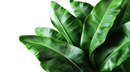 "A group of healthy, vibrant banana leaves with smooth, glossy surfaces, isolated on transparent background, perfect for nature-themed designs."