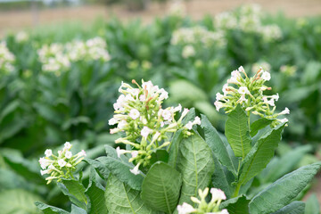 Tobacco harvesting from a rural farm, lush green nature, close-up green rice fields, see sustainable agricultural practices.