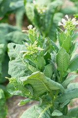 Tobacco leaf tree field concept, tobacco planting garden agriculture farm in country. Green common tobacco on strong stems. Is herbal insect repellent. Harmful to the health of people. 
