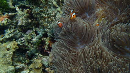 tropical fish in ocean