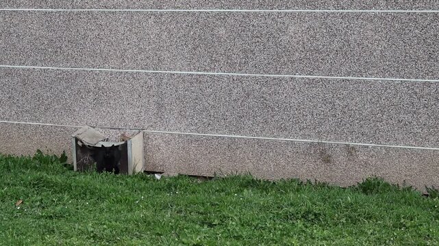 chat noir sauvage devant sa cachette situ&eacute; dans le sous sol d'un immeuble.