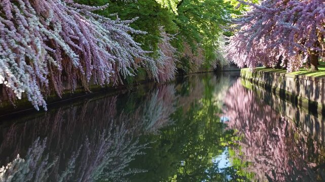 Soft pink cherry blossom petals delicately reflecting on glassy surface of Okazaki Canal, capturing serene spring landscape in historic Kyoto, Japan