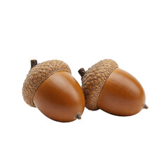 A high-fidelity, realistic depiction of two acorns