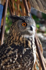 Eurasian Eagle Owl Bird portrait