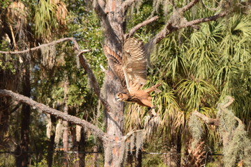 Eurasian eagle-owl bird of prey full flight