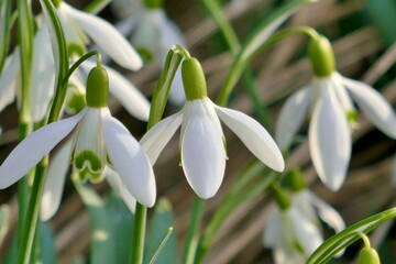 Perce-Neige au printemps 