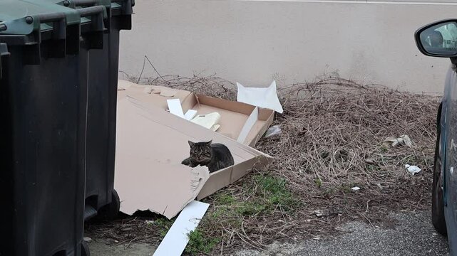 chat tigr&eacute; couch&eacute; tranquillement sur des cartons dans un environnement n&eacute;glig&eacute; &agrave; l'ext&eacute;rieur.