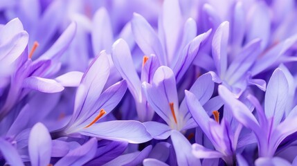 Fototapeta premium bloom vertical spring flower background