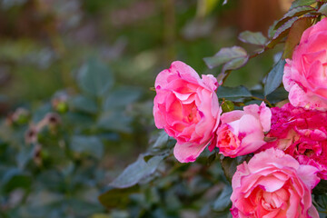 Obraz premium Blooming pink rose flower macro photography on a sunny summer day. Garden rose with pink petals close-up photo in the summertime. Tender rosa floral background.