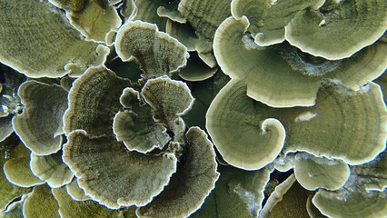Coral reef