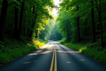 Obraz premium Serene Forest Roadway Sunlight Illuminates Winding Asphalt Path Through Lush Green Canopy