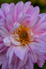 Blossom pink purple dahlia flower on a summer sunny day macro photography. Garden dahlia with pink petals in the sunlight close-up photography	
