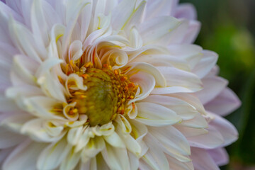 Blossom white purple dahlia flower on a summer sunny day macro photography. Garden dahlia with white pink petals in the sunlight close-up photography	
