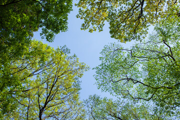 green leaves and sky