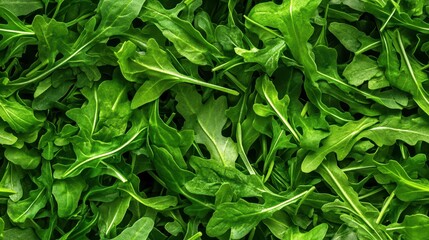 Fresh Arugula Leaves Background for Healthy Food Concepts