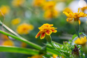 Yellow marigolds flowers on a green background on a summer sunny day macro photography. Blooming tagetes flower with yellow petals in summer, close-up photo.	