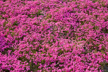 Obraz premium field of pink flowers