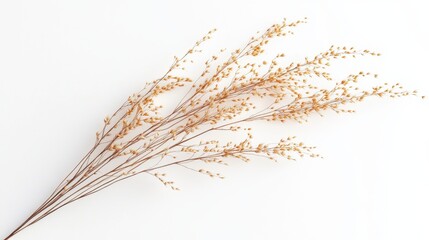 Minimalist arrangement of dried golden wildflowers on white background