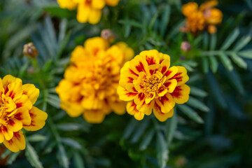 Yellow marigolds flowers on a green background on a summer sunny day macro photography. Blooming tagetes flower with yellow petals in summer, close-up photo.	