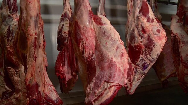 the meat processing plant is in operation carcasses are hanging in the refrigerator conveyor belt with products cutting and packing sausages